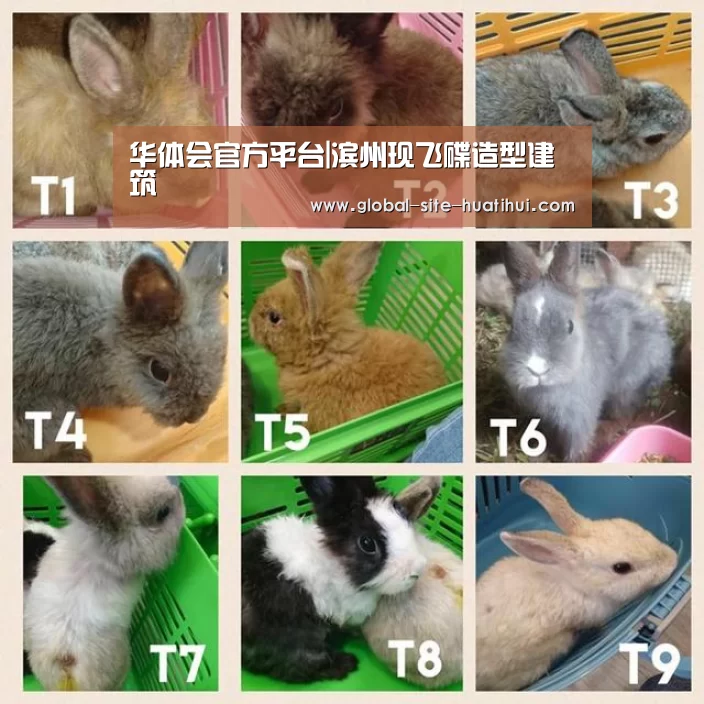 华体会官方网站入口