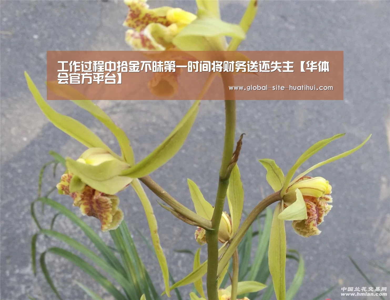 华体会官方平台